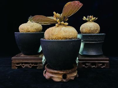 Adenia ovata