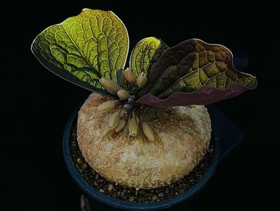 Adenia ovata