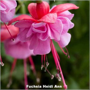 Heidi-Ann