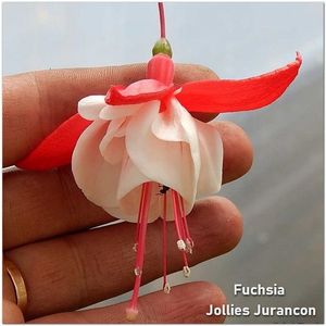 Jollies-Jurancon