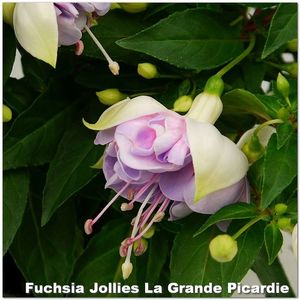 Jollies-Picardie