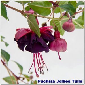 Jollies-Tulle