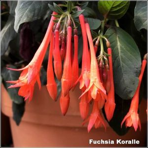 Koralle