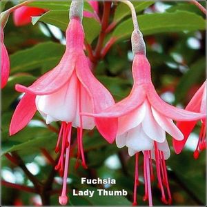 Lady-Thumb