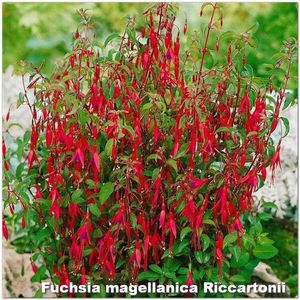 Magellanica-Riccartonii