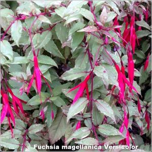 magellanica-Versicolor