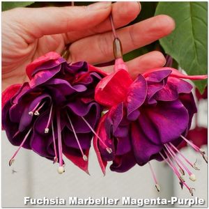 Marbeller-Magenta-Purple