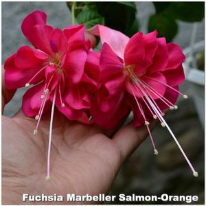 Marbeller-Salmon-Orange