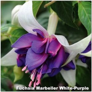 Marbeller-White-Purple