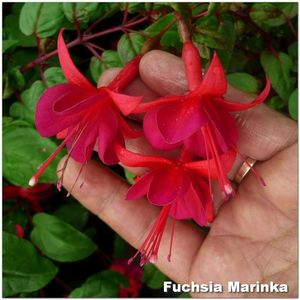 Marinka