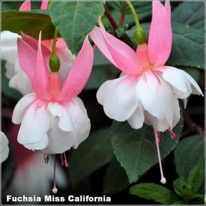 Miss-California2