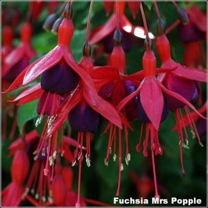Mrs-Popple