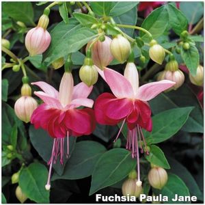 Paula-Jane