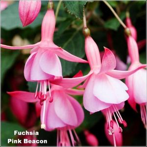 Pink-Beacon