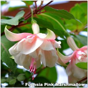 Pink-Marshmallow