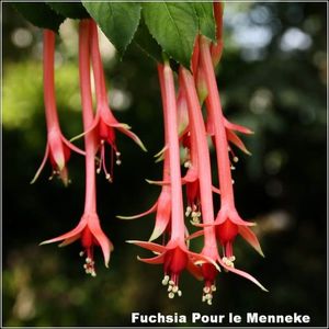 Pour-le-Menneke