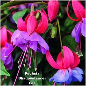 Shadowdancer-Lea