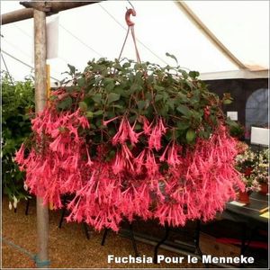 x-Fuchsia-Pour-le-Menneke-2
