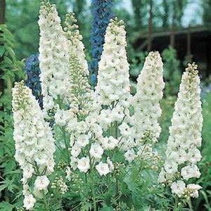 Delphinium  cultorum giants galahad-da; Semintele isi pierd rapid germinarea,se seamana proaspat colectate ,la inceputul primaverii-februarie,sau toamna tarziu.semintele semanate in MAI  vor inflori anul urmator.
