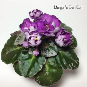 Morgan's Elvin Earl