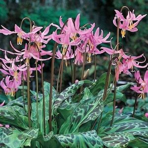 Erythronium