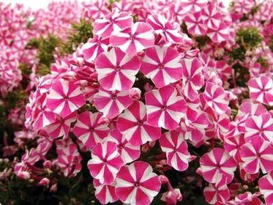 -peppermint-twist-phlox