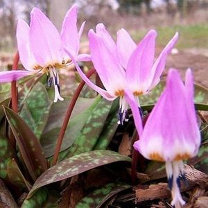 erithronium queen