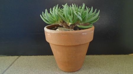 Marlothistella uniondalensis