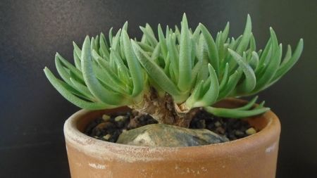 Marlothistella uniondalensis