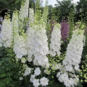 Delpinium cultorum Giants Galahad,planta este otravitoare; Semintele Nu se tin la cald in cateva luni isi vor pierde germinarea,tinute in frigider 3-4 ani vor germina, inainte de plantare se tin 2-3 ore sa se inmoaie,Divizarea tufei  inc.septembrie si primava
