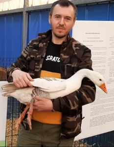 Prima rasa de gâște romanesti
