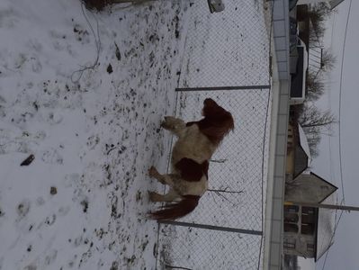 Moșu Ghiță 27 ani