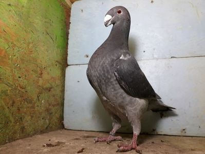 Vanduta