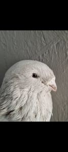Femelă
