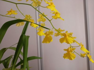 Oncidium Gower Ramsey Pure Yellow