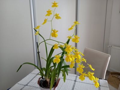 Oncidium Gower Ramsey Pure Yellow