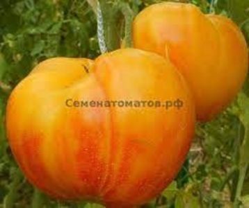 copiata  Семена томатов