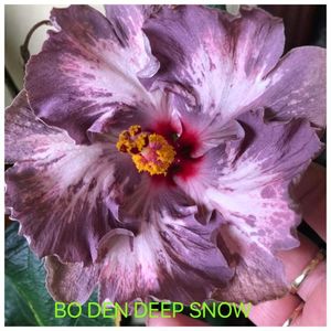 Bo Den Deep Snow - 40 lei