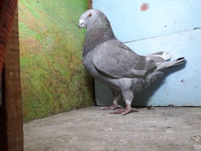 Vandut