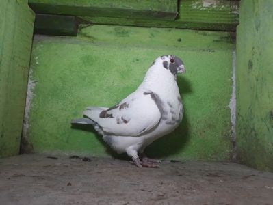 Fata Vanduta