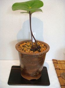 Asarum tokarense, Japonia