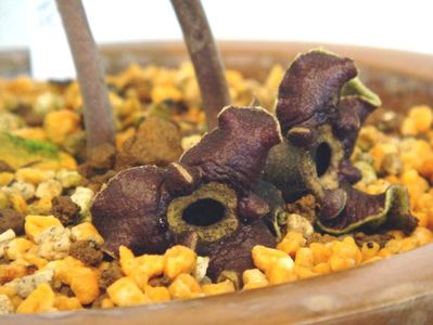 Asarum tokarense, Japonia