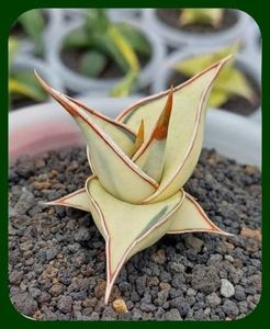 Sansevieria pinguicula aurea