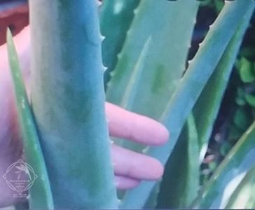 aloe vera barbadensis