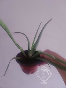 aloe vera barbadensis1