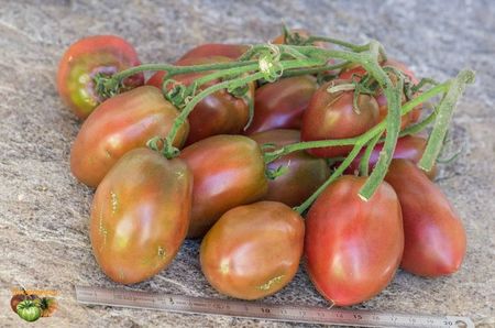 copiata tomatofifou