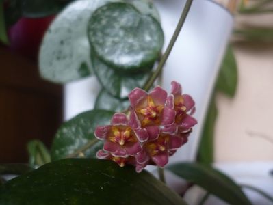 P1510364