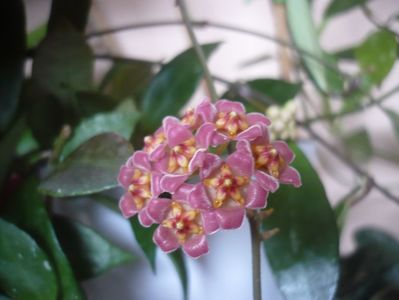 P1510367