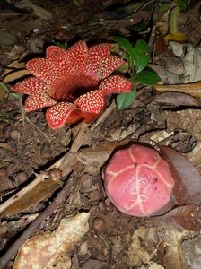 Sapria himalayana