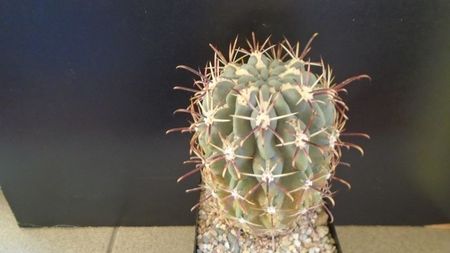 Sclerocactus uncinatus ssp. crassihamatus v. mathssonii (-12C)